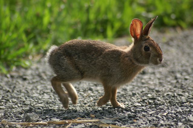 New England Cottontail