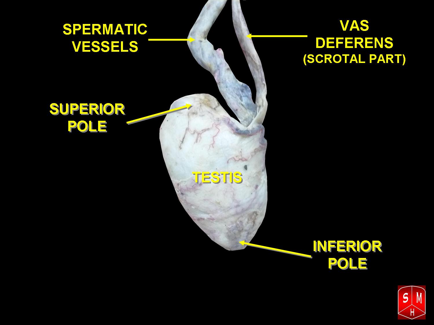 Testicle