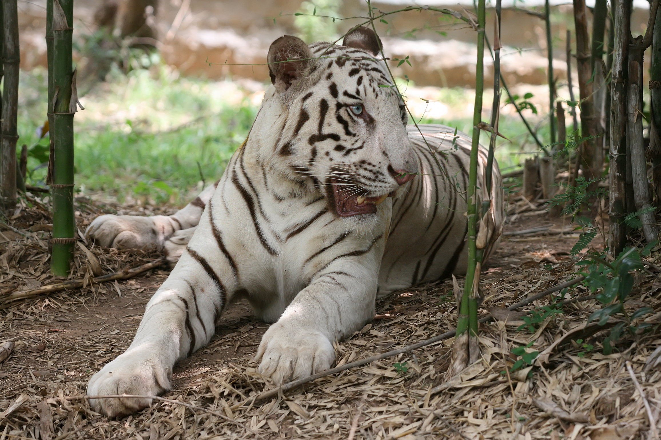 File:200408 Tigre blanc royal.JPG - Wikipedia